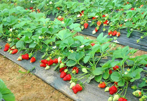 种植草莓生长周期是多久,草莓种植周期跟成本