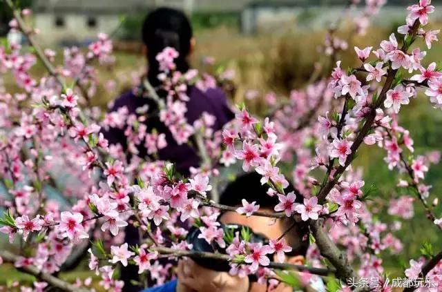 对不起，我们就爱待在成都！