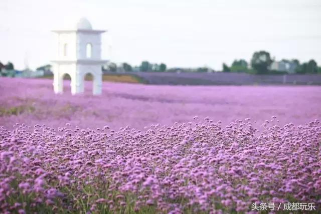 对不起，我们就爱待在成都！