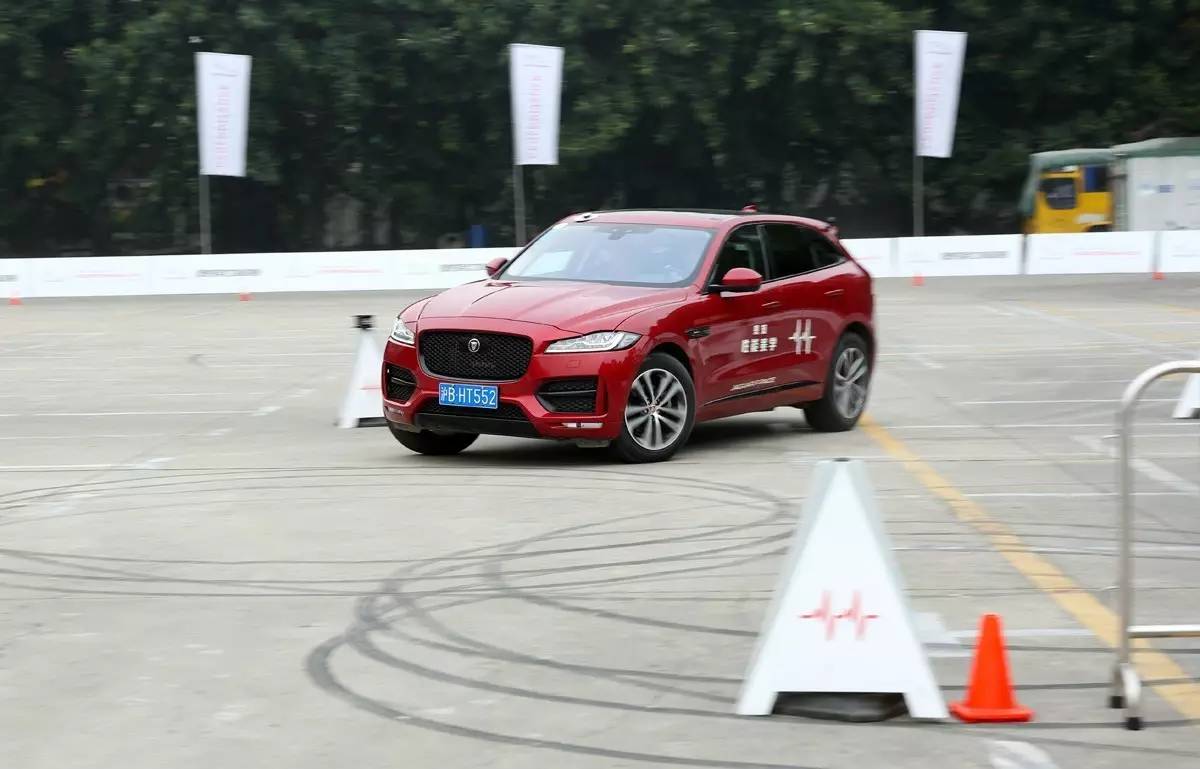 家宠美洲虎,人工饲养的美洲虎