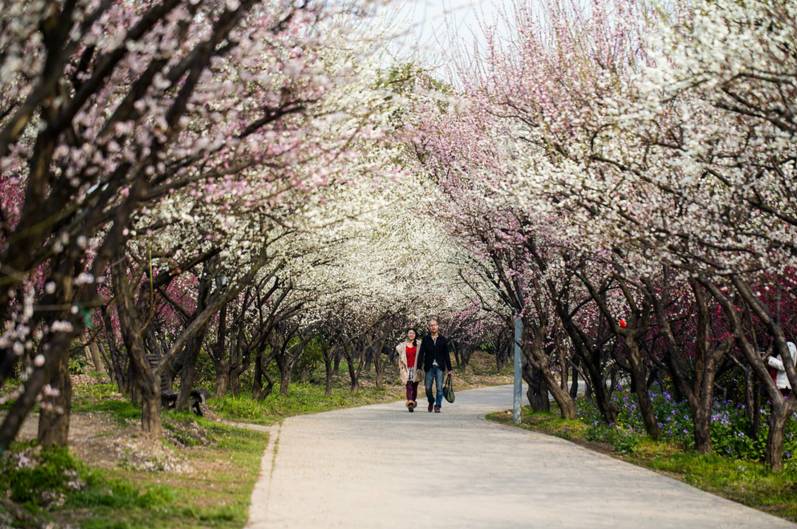 上海一日游必去的4个景点,上海必游的十大免费景点推荐一下