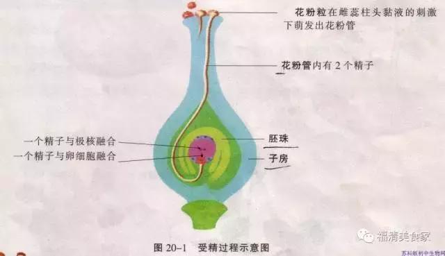 你都吃过的奇葩美食,你都吃过几种菜