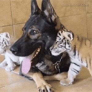 哈士奇冰箱质量可靠吗,冰箱里的哈士奇