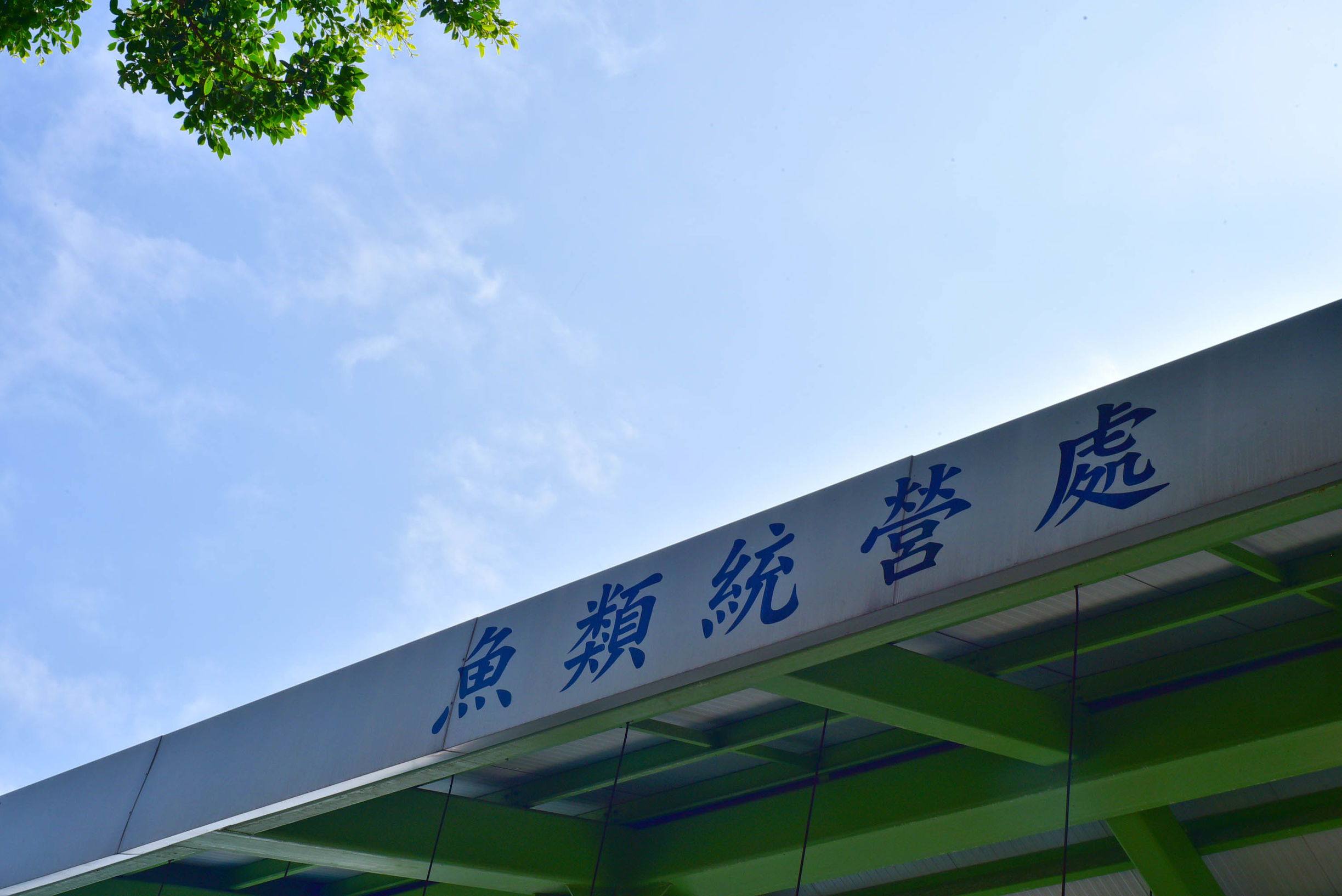 兔子游日本,兔子海边旅行记