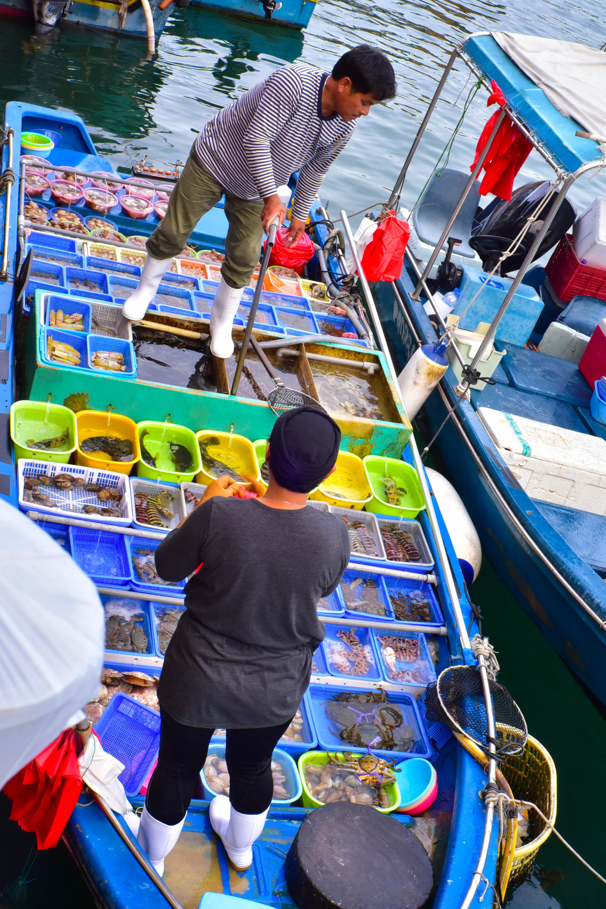 兔子游日本,兔子海边旅行记