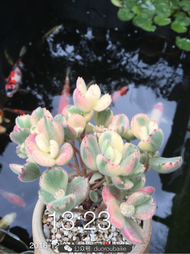 黄色熊童子多肉植物状态图,多肉植物熊童子怎么养