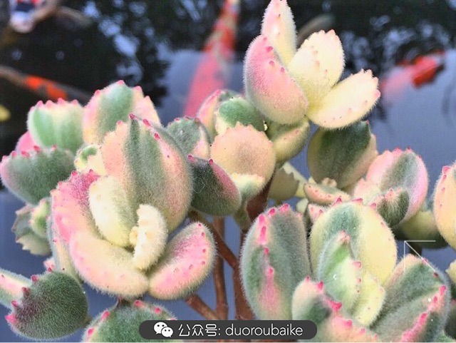 黄色熊童子多肉植物状态图,多肉植物熊童子怎么养