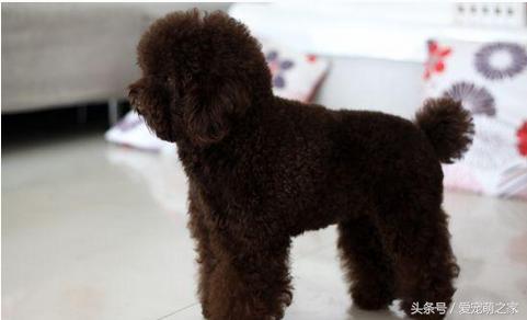 泰迪贵宾犬幼崽怎么养,贵宾犬泰迪日常喂养方法