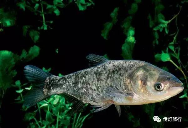 芜湖南陵三里镇,芜湖南陵怎么样