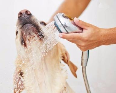 在西藏捡到流浪狗,捡到流浪狗怎么办家里养不了