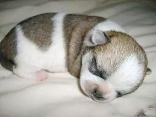 盘点那些年遇到的奇葩客户,犬舍里的奇葩