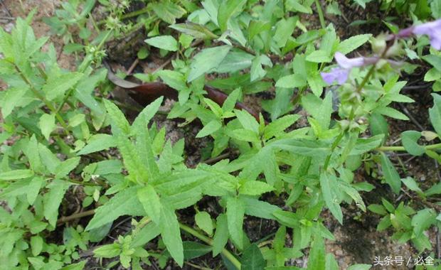在家里的阳台种植什么草药好 (阳台可以种什么中草药又好看)