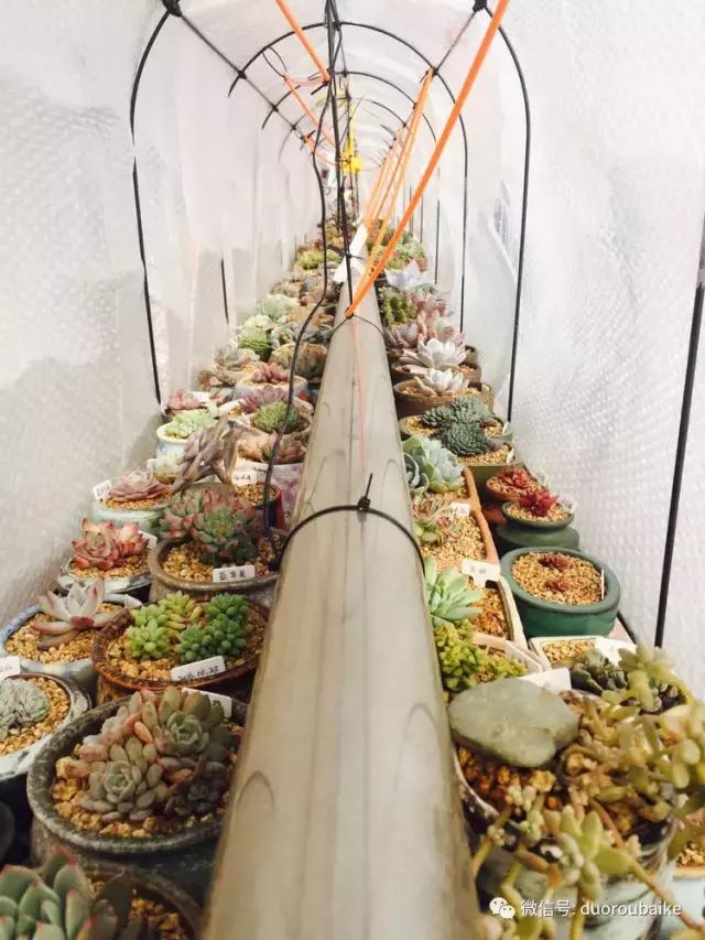 没有暖气的包邮区，肉肉照样美美的！