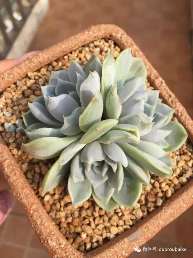 没有暖气的包邮区，肉肉照样美美的！