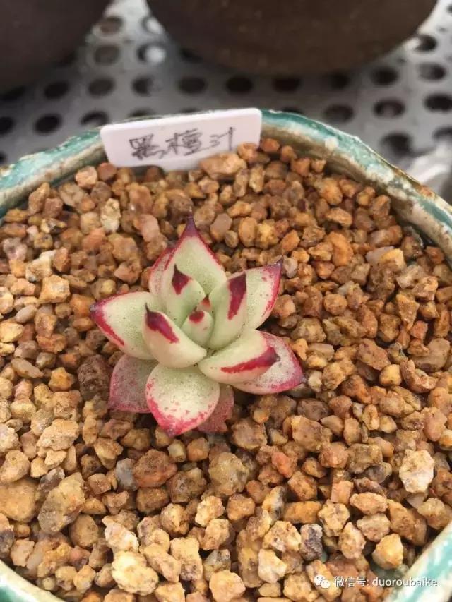 没有暖气的包邮区，肉肉照样美美的！