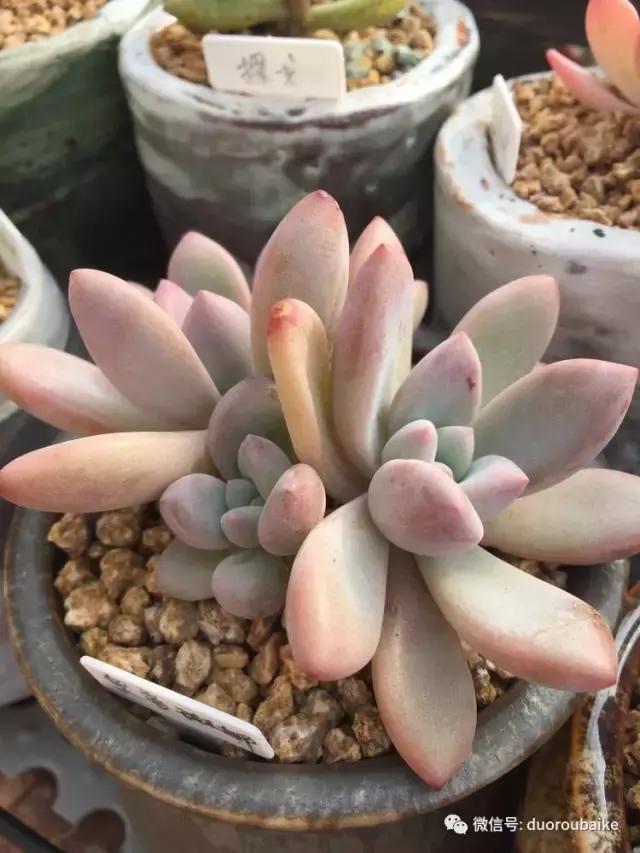 没有暖气的包邮区，肉肉照样美美的！