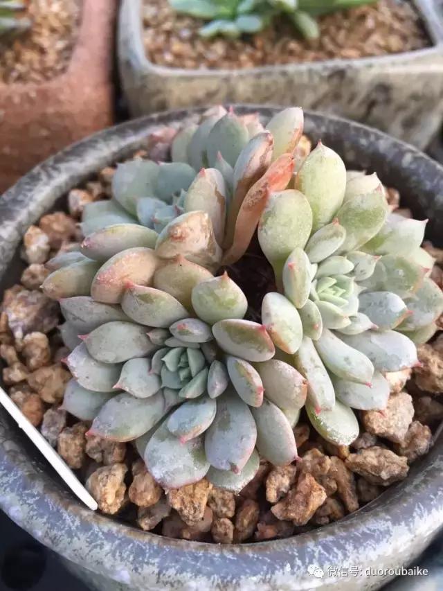 没有暖气的包邮区，肉肉照样美美的！