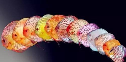 水草缸养小型热带鱼用多大的缸好,水草缸适合混养哪些小型热带鱼