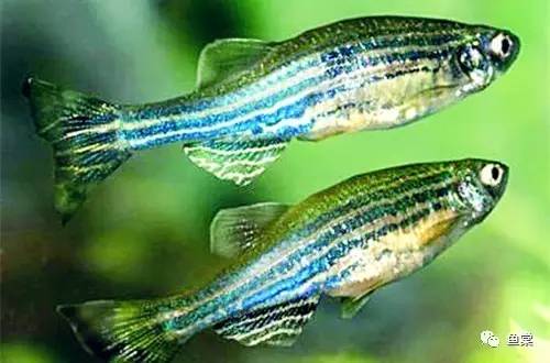 水草缸养小型热带鱼用多大的缸好,水草缸适合混养哪些小型热带鱼