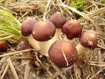 福建汀州土特产,福建零食特产有哪些