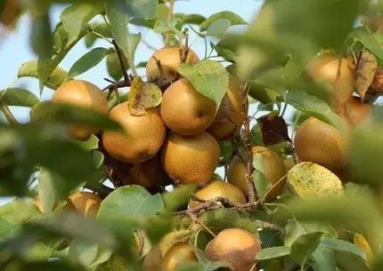 福建汀州土特产,福建零食特产有哪些