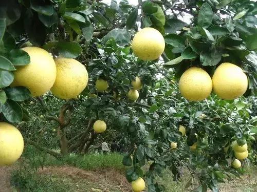 福建汀州土特产,福建零食特产有哪些