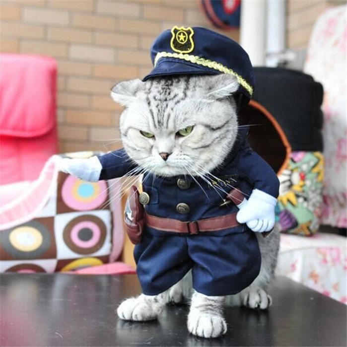 你给你家猫驱虫了吗,你给家人准备年货了吗