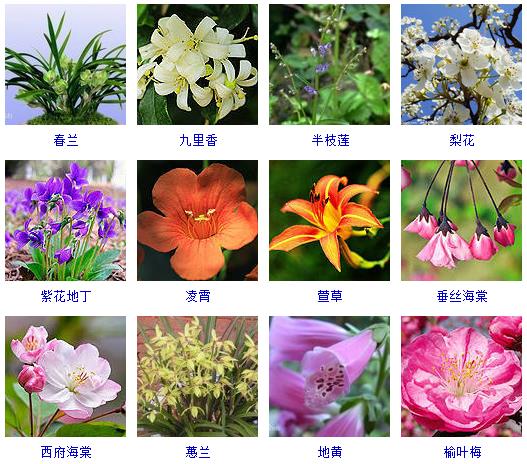 春天有哪些花会开的特征,在春天有哪些花会开常见的