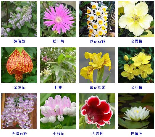 春天有哪些花会开的特征,在春天有哪些花会开常见的