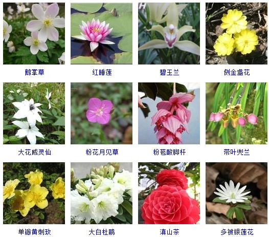 春天有哪些花会开的特征,在春天有哪些花会开常见的