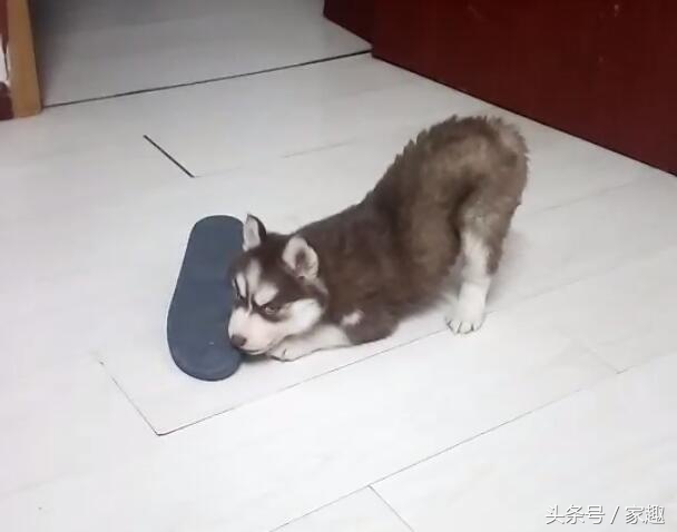 二哈纯不纯鉴定视频,二哈纯不不纯主要看眼神