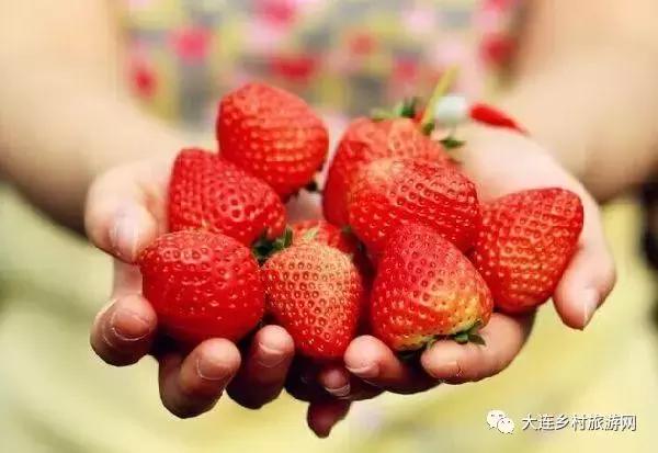 「话莓」之二：一颗草莓折射金普产业融合助力供给侧改革