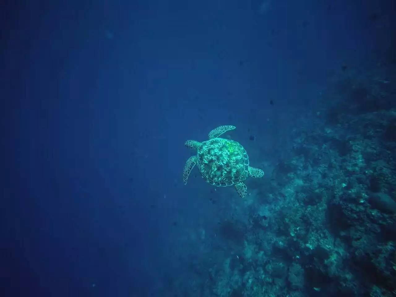 美娜多真实感受,美娜多到底多漂亮