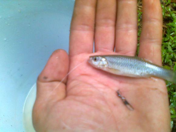 在农村钓鱼用什么虫子,农村钓鱼用什么饵料最好