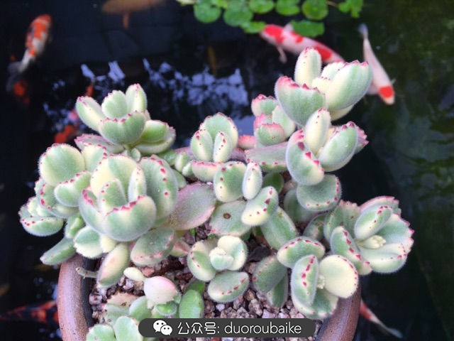 黄色熊童子多肉植物状态图,多肉植物熊童子怎么养