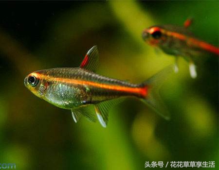 奇异动物大盘点,好奇异的动物