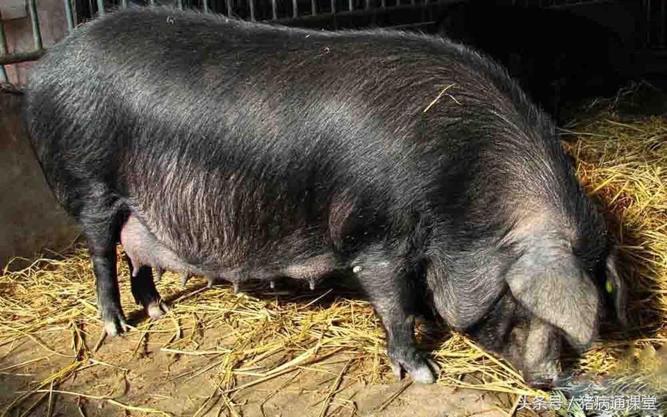 母猪难产人工掏后产道受损怎么办,母猪产道畸形难产怎么办