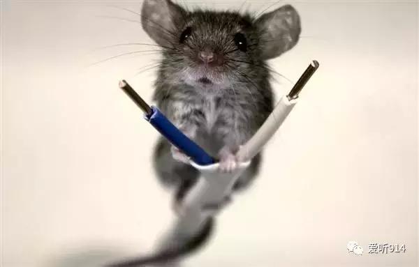 老鼠在车里藏花生嗷嗷叫,老鼠在车里藏粮食