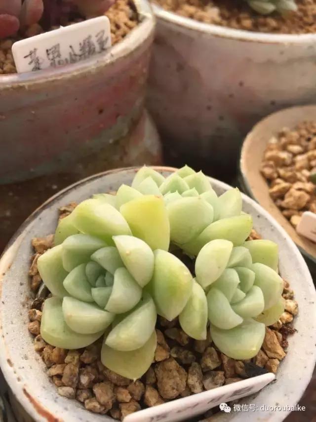 没有暖气的包邮区，肉肉照样美美的！