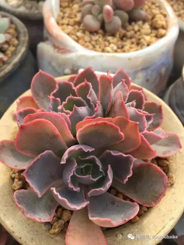 没有暖气的包邮区，肉肉照样美美的！