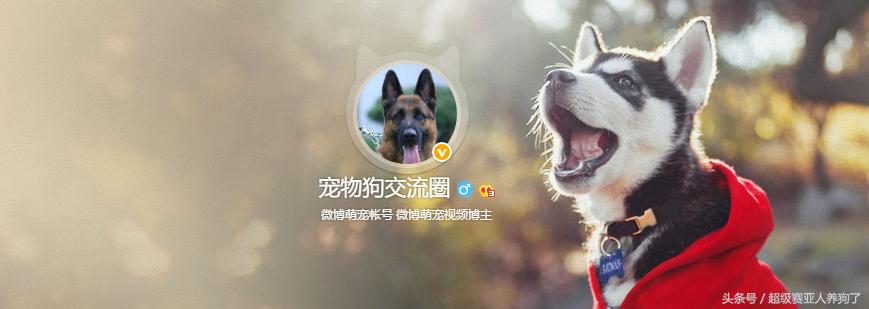 狗狗正确的洗澡步骤，附上爱犬照片