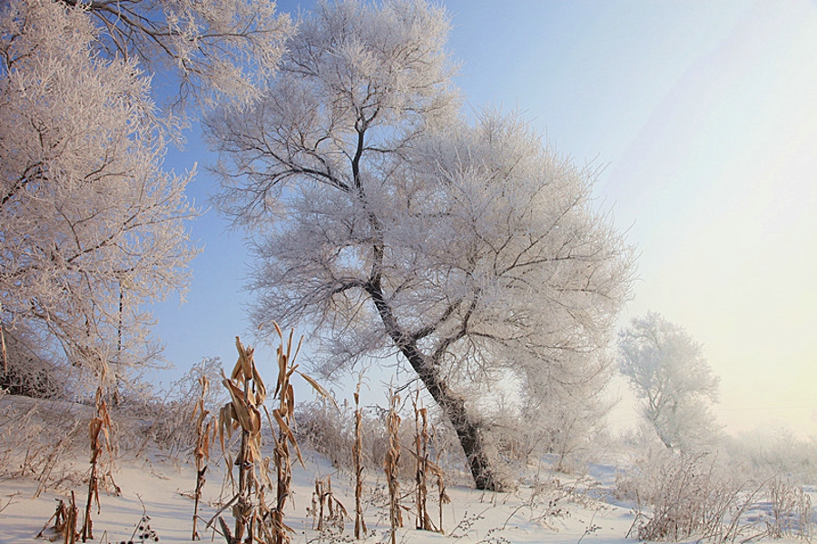 吉林雾凇岛的好看的雾凇倒影图片,吉林雾凇岛和雪谷雾凇岭
