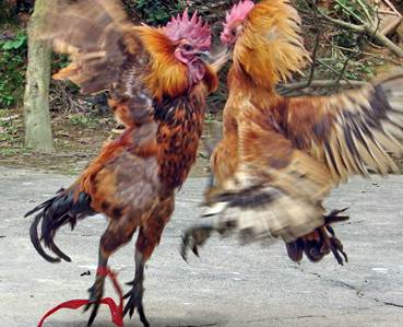 鸡年说鸡全集,鸡年说鸡搞笑视频