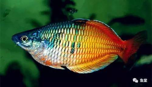 水草缸养小型热带鱼用多大的缸好,水草缸适合混养哪些小型热带鱼