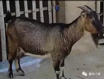 福建汀州土特产,福建零食特产有哪些