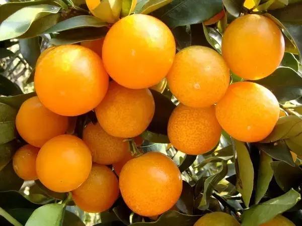 福建汀州土特产,福建零食特产有哪些