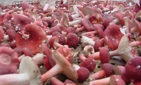 福建汀州土特产,福建零食特产有哪些