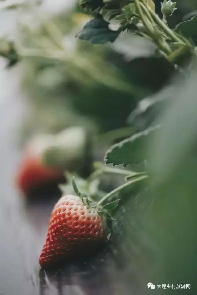 「话莓」之二：一颗草莓折射金普产业融合助力供给侧改革