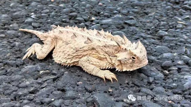 生物分类方法和技巧,最全生物分类