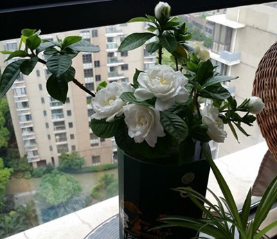 水培栀子花怎么修剪才能促进开花,栀子花什么时候换盆水培开花